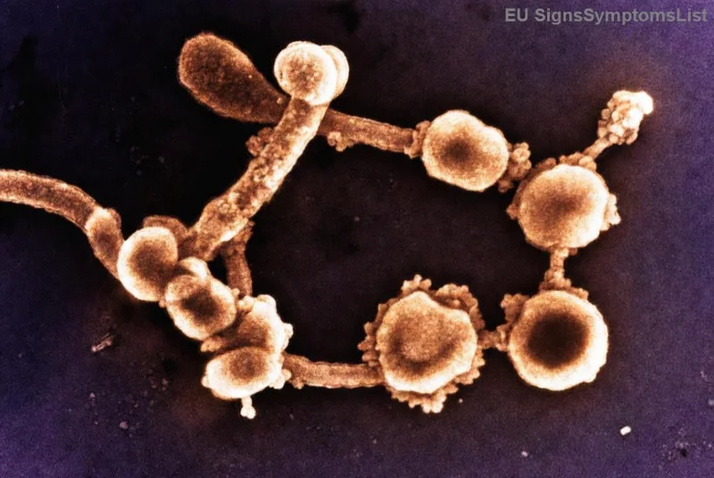 Transplantace jater při rakovině