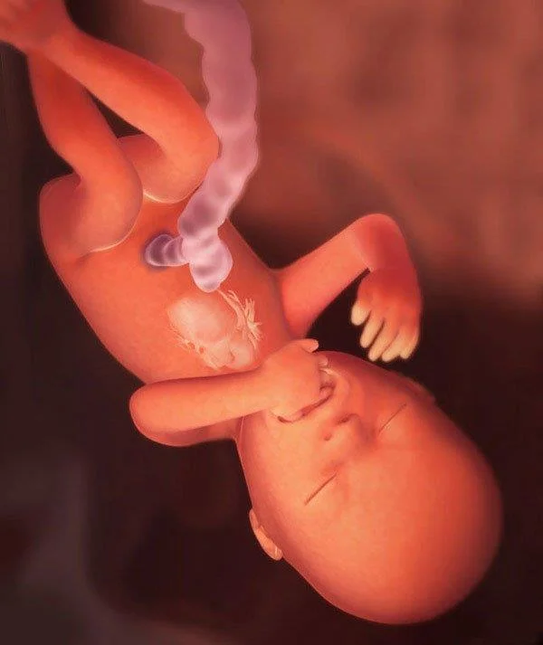 Semana 17 do embarazo: consellos útiles para as mamás
