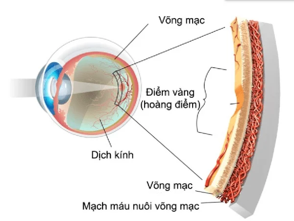 Estrutura da retina e enfermidades comúns da retina