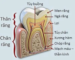 Polpa dental: teixit especial de l'estructura de la dent