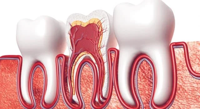 Polpa dental: teixit especial de l'estructura de la dent
