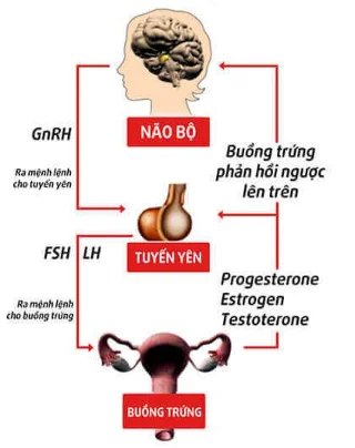 Progesterona: hormonas sexuais importantes e cousas que debes saber
