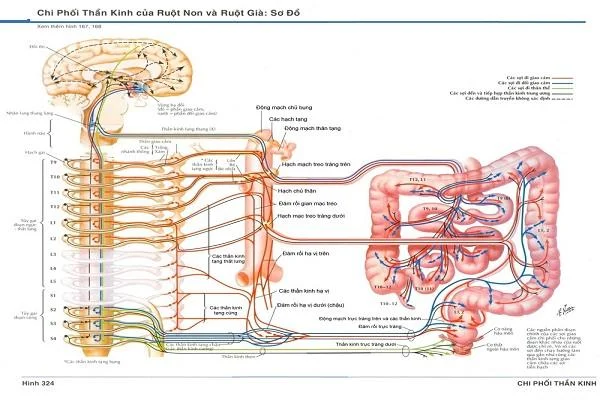 Quina és l'estructura i funció del còlon humà?