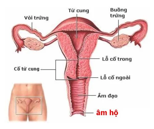 La vulva en la dona: un òrgan "sensible".
