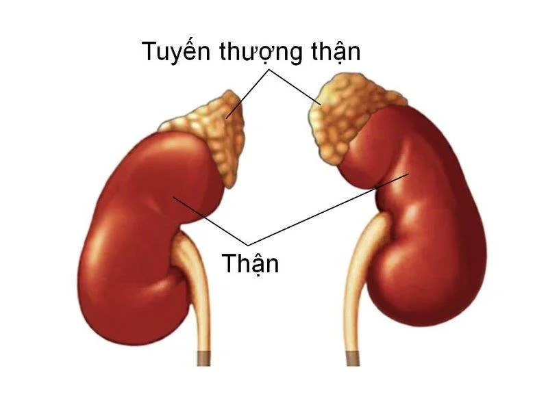 Kur yra epigastrium?  Kodėl tai svarbu?