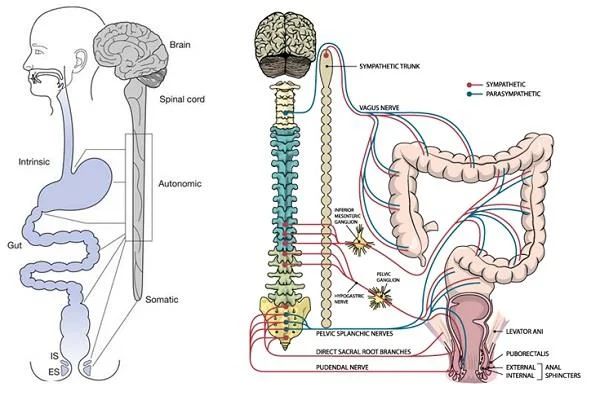 Quina és l'estructura i funció del còlon humà?