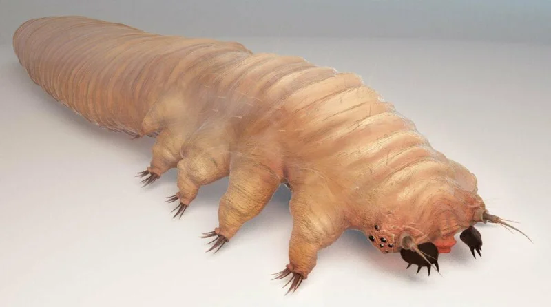 Dermatite Demodex en humanos e o que debes saber