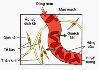 Kapiliarai: svarbi organizmo mikrocirkuliacijos sistema