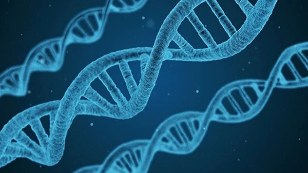 Miocardiopatía hipertrófica: causas, síntomas e tratamento