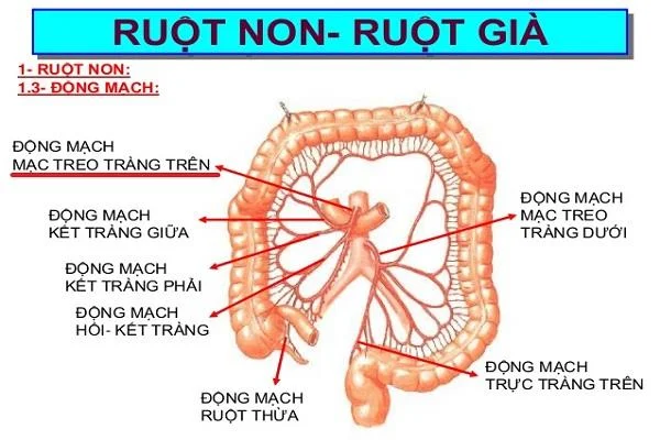 Quina és l'estructura i funció del còlon humà?