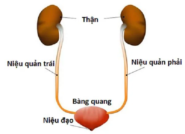 Que é a obstrución ureteral e como che molesta?