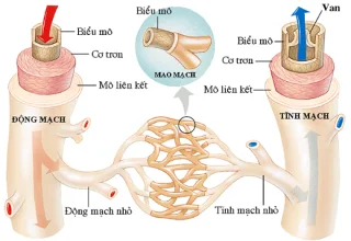 Arterije: krvne žile, ki prenašajo hranila v telo