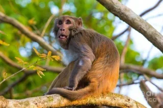 Cao Monkey: Descodificant la poció màgica que prové de lespècie Monkey