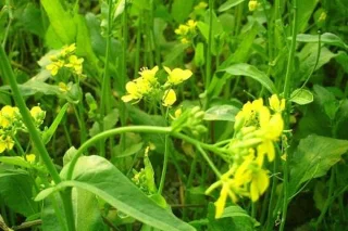 Bach Gioi Tu: A herba medicinal que usas para curar a tose