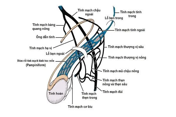 Epididīms cilvēkiem: anatomiskās un funkcionālās īpašības