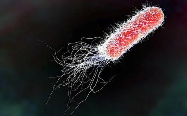 Causes d'intoxicació alimentària