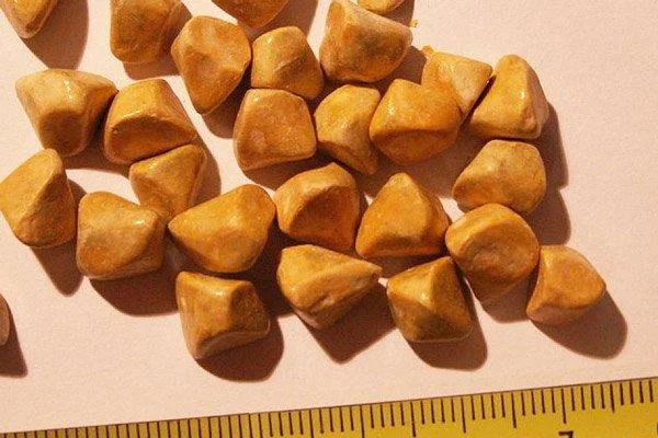 Žolčni kamni: vzroki in simptomi