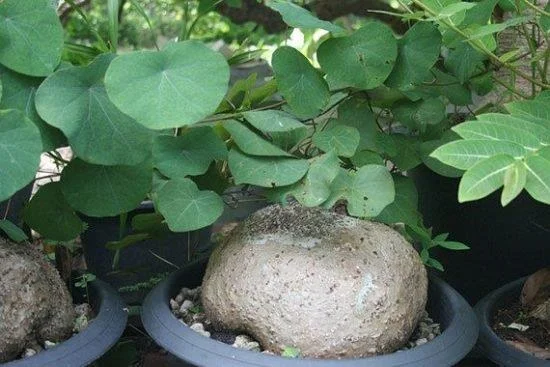 Gamtos dovana žmonėms, turintiems aukštą kraujospūdį