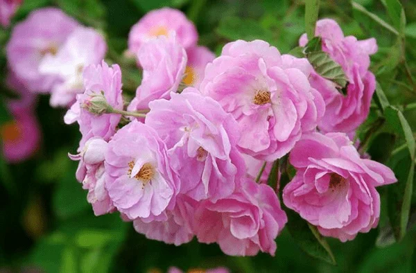 Nypon: En vacker blomma som botar många sjukdomar