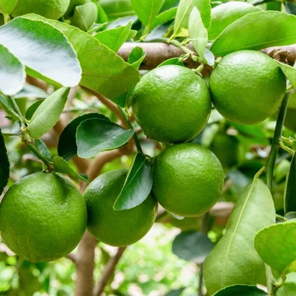 Limón: un remedio familiar para arrefriados e febres