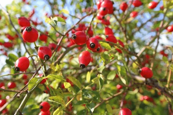 Nypon: En vacker blomma som botar många sjukdomar