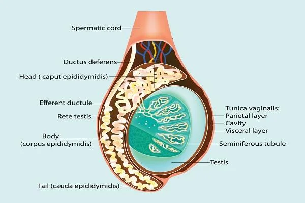 Epididīms cilvēkiem: anatomiskās un funkcionālās īpašības
