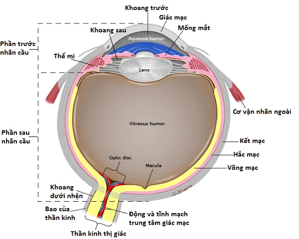 Estrutura da retina e enfermidades comúns da retina
