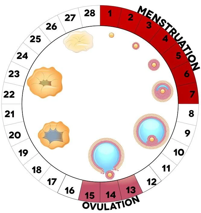 Com és el teu cicle menstrual?