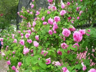 Rosa mosqueta: una flor preciosa que cura moltes malalties