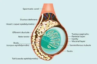 Epididimis pri ljudeh: anatomske in funkcionalne značilnosti