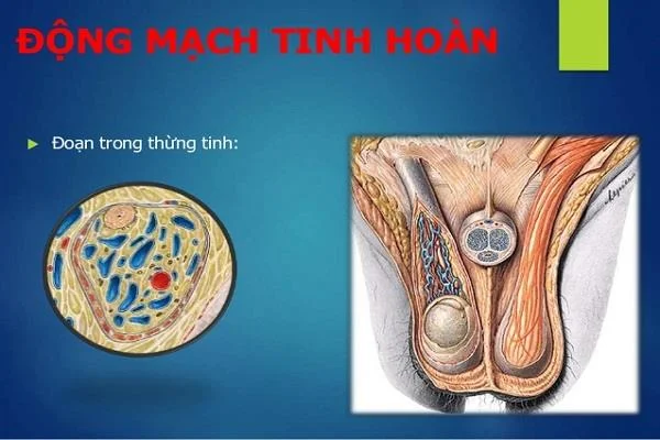Epididīms cilvēkiem: anatomiskās un funkcionālās īpašības