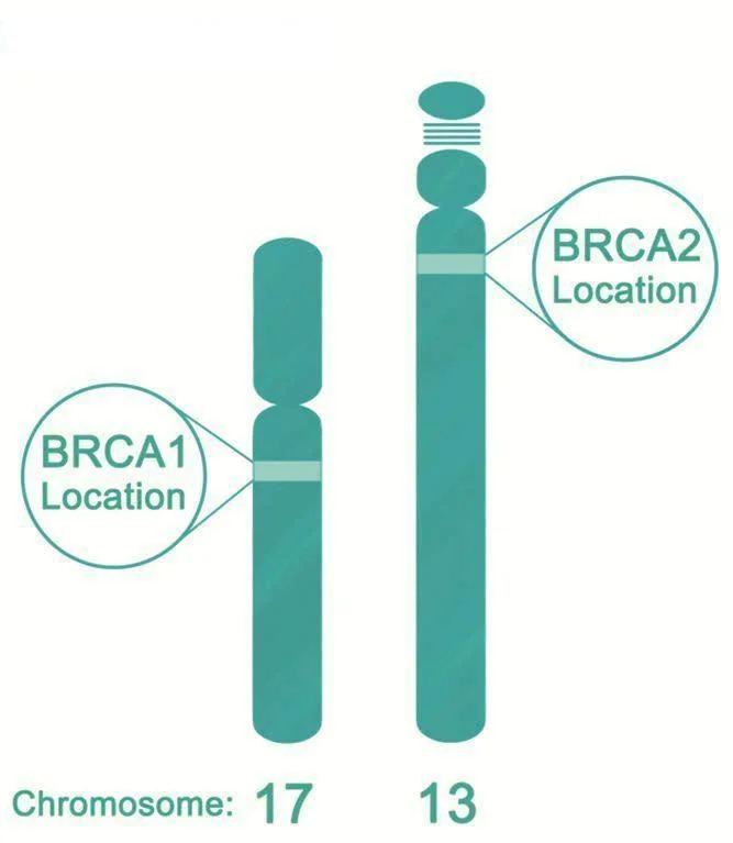 BRCA genið og hættan á brjóstakrabbameini og öðrum líffærakrabbameinum
