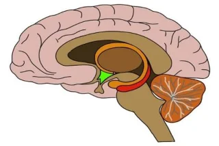 Quina és lestructura i funció de lhipotàlem del cervell?