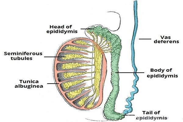 Epididīms cilvēkiem: anatomiskās un funkcionālās īpašības