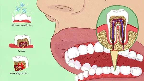 Polpa dental: teixit especial de l'estructura de la dent