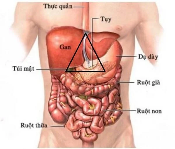 Kur yra epigastrium?  Kodėl tai svarbu?