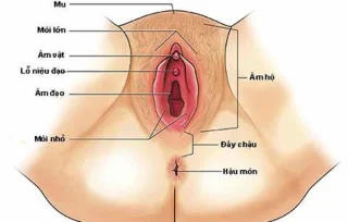 Moterų vulva: „jautrus“ organas