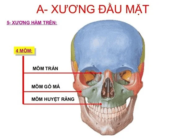 Fracturas do maxilar superior: causas, síntomas, diagnóstico e tratamento
