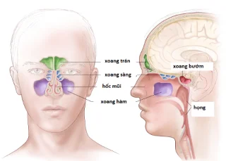 Rhinoplastik: Alt hvad du behøver at vide